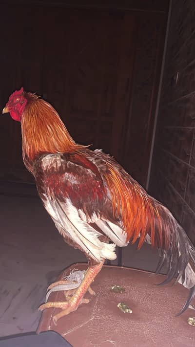 Aseel murgha for sale