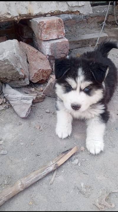 Siberian husky puppies