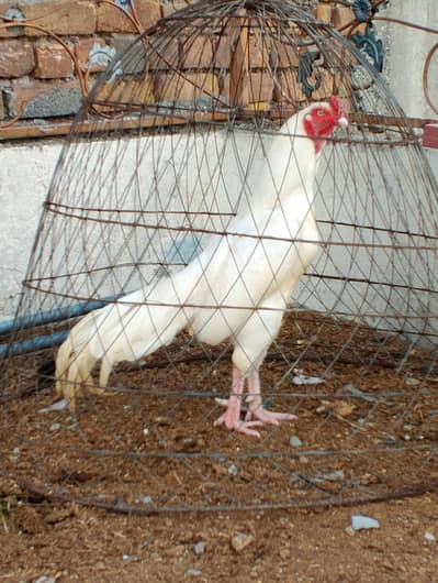 High Quality paper white