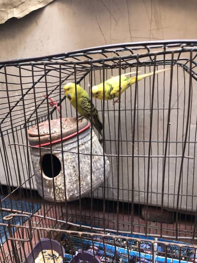 Astrailian pets and love bird and sorrow