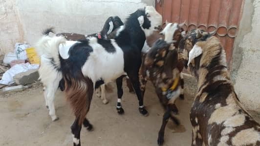 2 dant hogaya h full active h breed ke liye bhi ready h le sakhtey hen