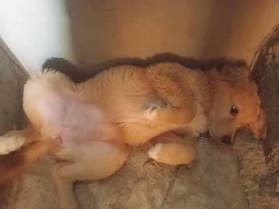 healthy and active  Healthy & Active Dog for Sale – Friendly & Trained