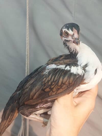 Aseel chicks available