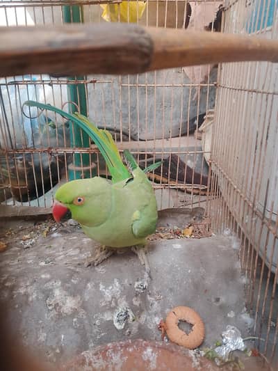 one braider female full active