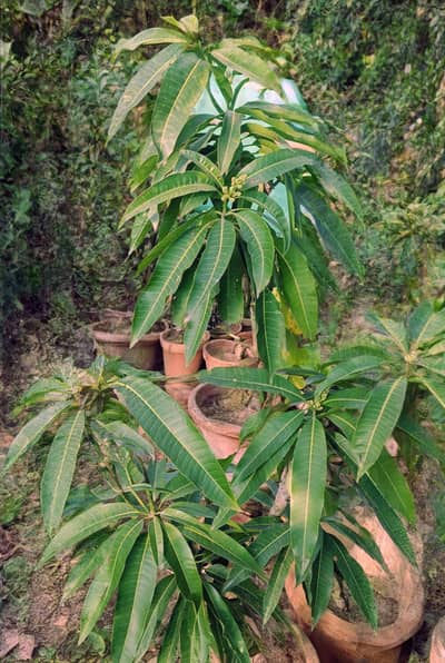 Mango  tree