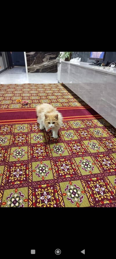 Beautiful Persian male