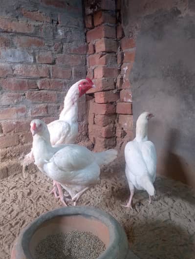 Pure Aseel Hira Breed – 2 Healthy Murgiyan + 1 Strong Murga for Sale