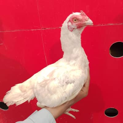 aseel murgi and white murgi 0/300/80/57/297