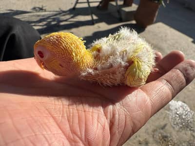 Chicks for hand tame