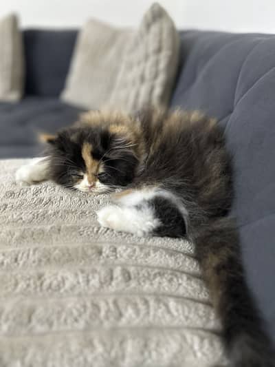 Persian punch face classic calico print 2 months old female kitten