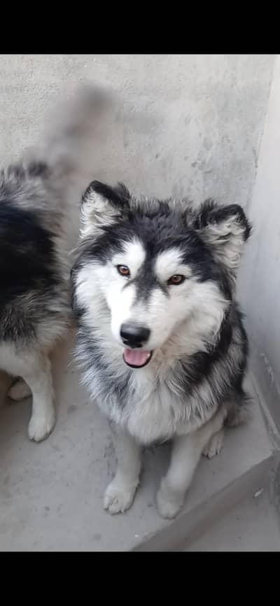 Siberian Husky  female 11 months olld
