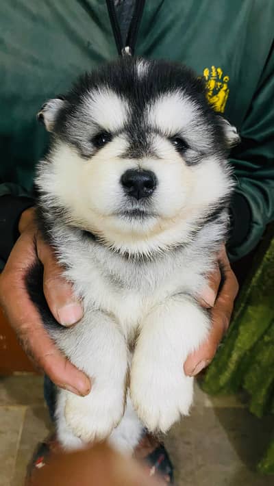 Siberian Husky | Siberian Dog | Husky | wolly coat | Female puppy