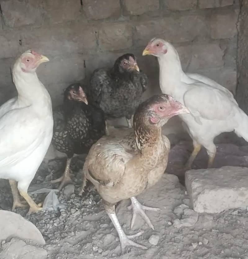 اصل مرغیاں اور پٹھے فار سیل 1