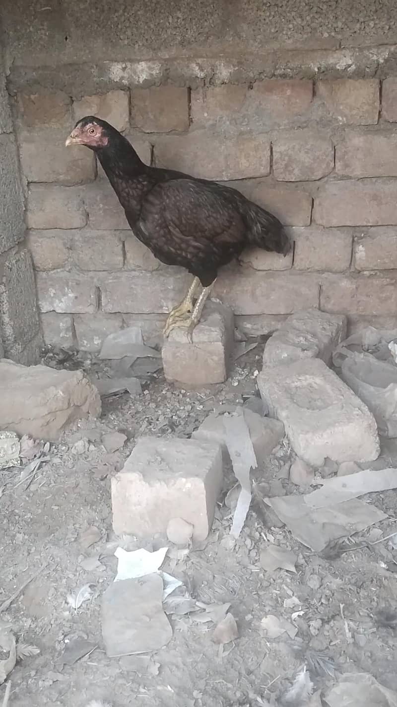 اصل مرغیاں اور پٹھے فار سیل 2