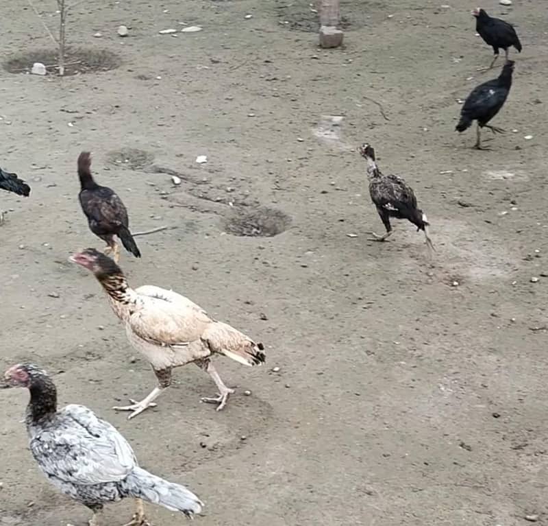 اصل مرغیاں اور پٹھے فار سیل 4