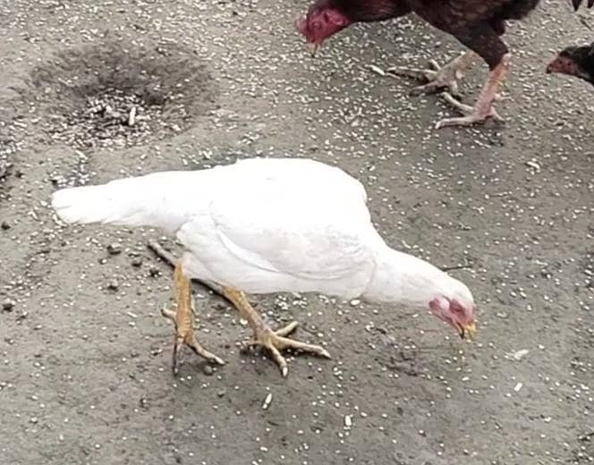 اصل مرغیاں اور پٹھے فار سیل 5