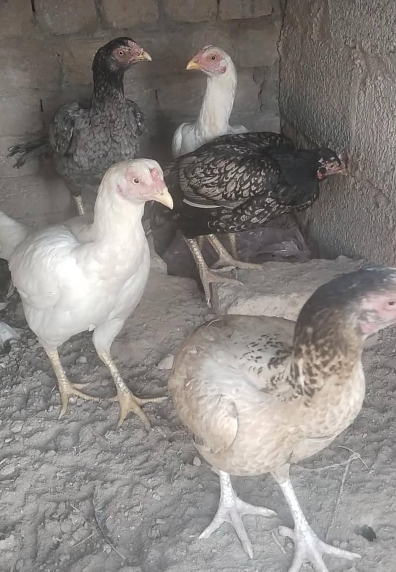 اصل مرغیاں اور پٹھے فار سیل 6