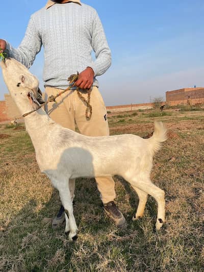 beautyfull goat gaban  3 mounth