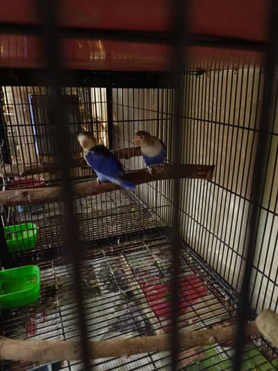 Love birds Colony for sale