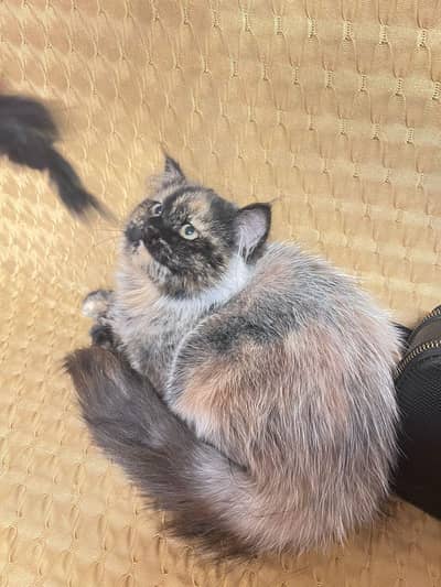 High quality Persian kitten| Doll Face| Double Long coat baby