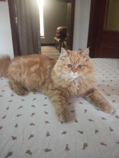 persian cat for sale urgent