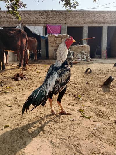 High quality jawa band gadhi full long height murga