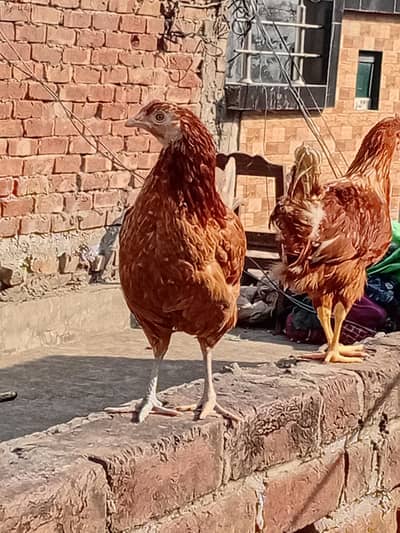 Healthy Hens Pair for Sale – Strong & Active