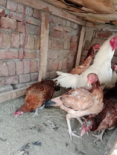 sirf murgya for sale Murgha nhi h