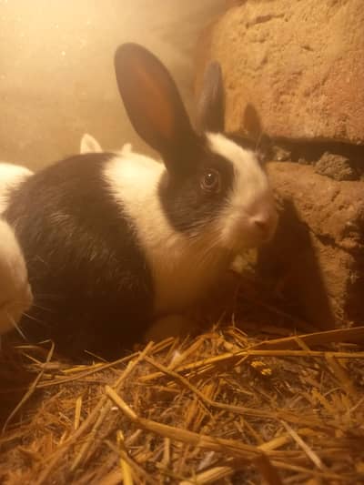 Rabbits babies