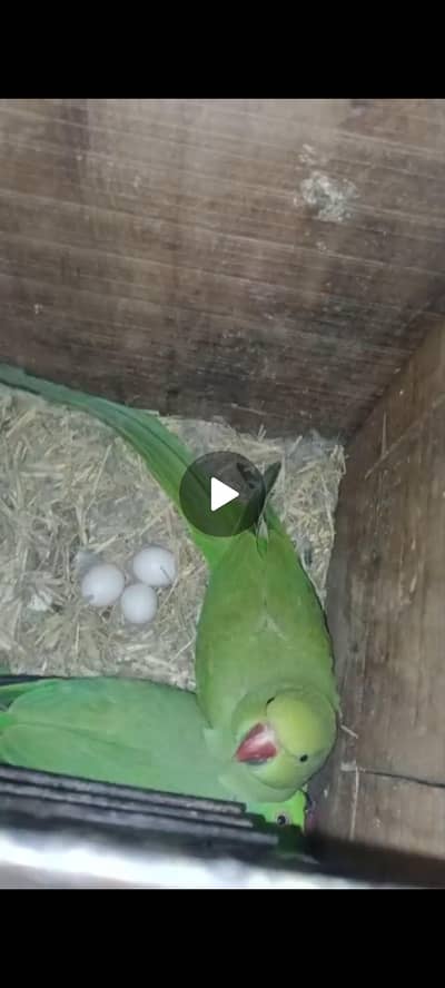 breeder pair