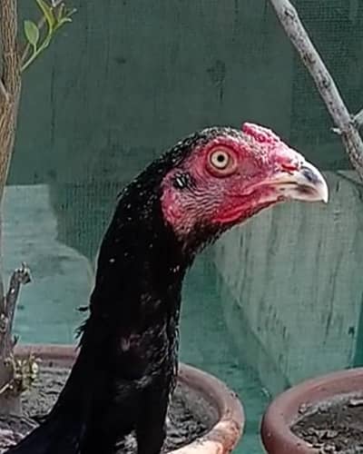 High Quality Aseel Patha