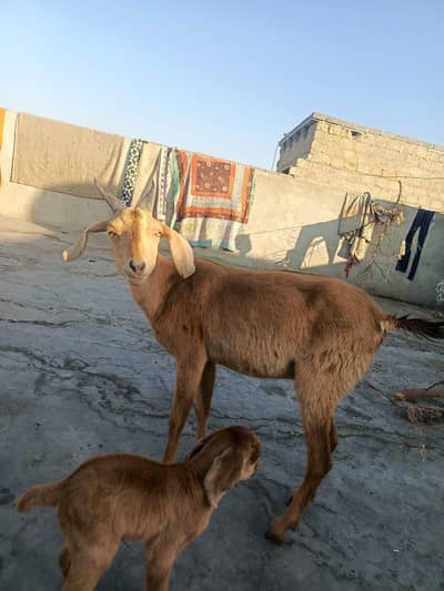 2 bachon k Sath Hain or baqi pregnant hain