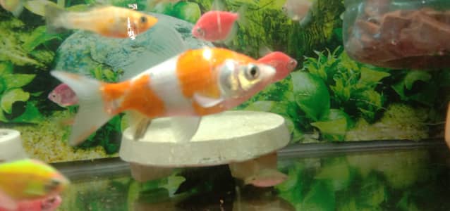 Widow Tetra, Shubnkn, Molly or guppies available