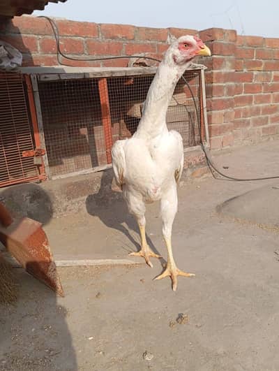 white oh shamo breedar