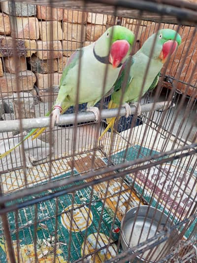 parrot for sale