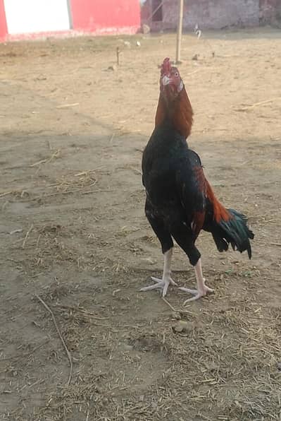 full mazboot patha Khari tahti ma