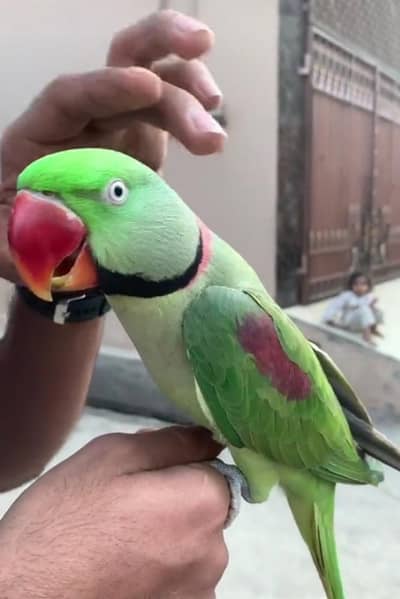 raw parrot for sale my WhatsApp number 03457084434