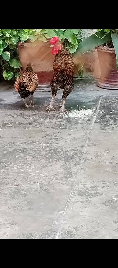 Golden Sebright Breeder Pair in Sargodha