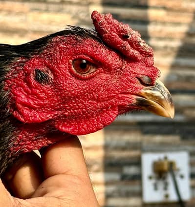 Aseel Thai | Imported Bird male | thai x ghanaoi |aseel bird/Aseel Hen