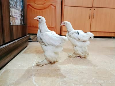 Premium Quality White Buff Chicks for Sale