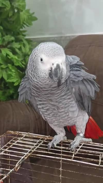 african grey parrot  congo breeder gray talking tamed yellow eyes