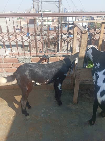 black betal bakri  sath aik path hy