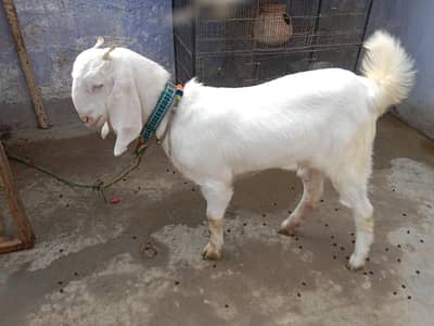 2 goats fore sale