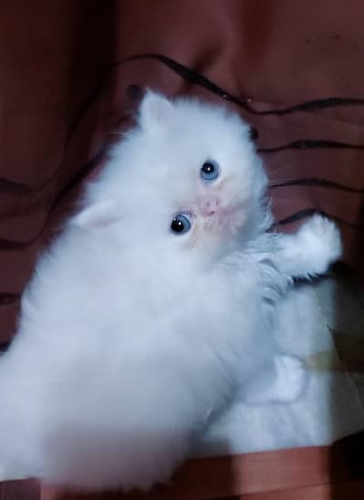 PERSIAN MALE KITTEN