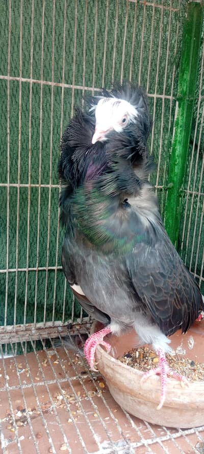 Frillback jumbo size female