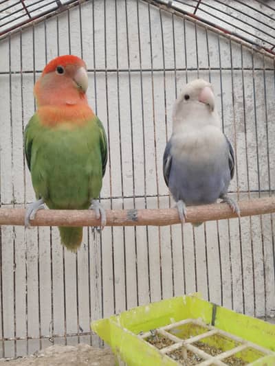 Rosicoli opline lovebirds breeder pair