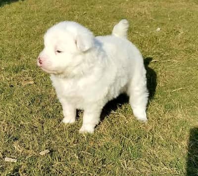 Russian puppy Dogs for sale 2 month age Whatsapp no 03222352063