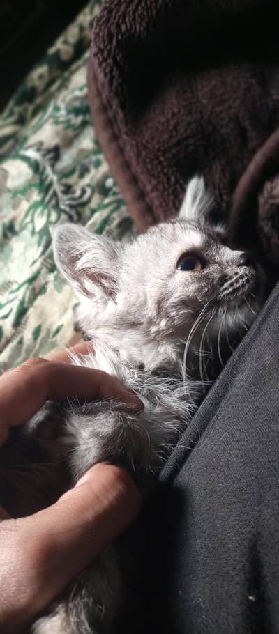 American curl long hair beautiful female kitten