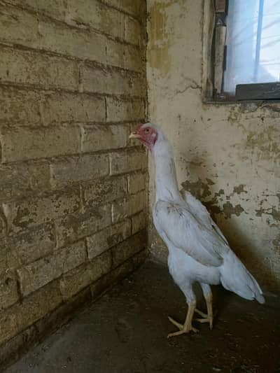 ring bird shamo ki fimale