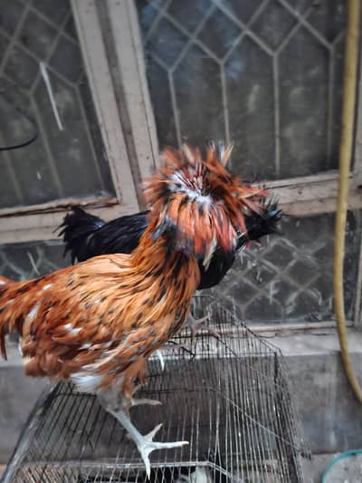 03 Male polish for sale